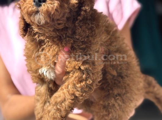 Red Toy Poodle Di̇şi̇ Yavrumuz görsel