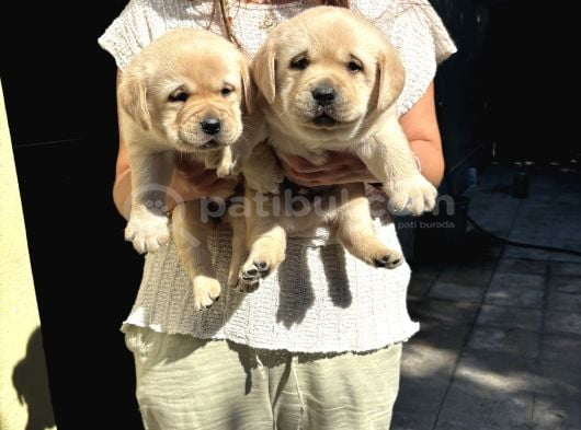 Safkan Secereli Labrador Retriever