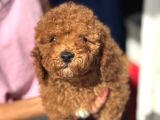 Red Toy Poodle Di̇şi̇ Yavrumuz