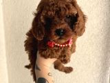 Safkan Toy Poodle Yavrular