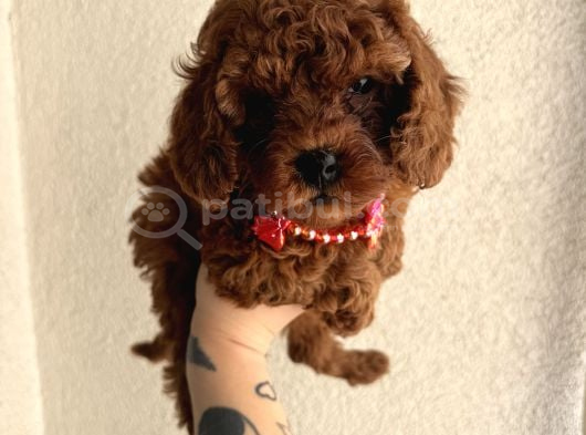 Safkan Toy Poodle Yavrular görsel