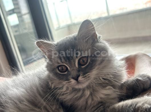 Ücretsi̇z Sahi̇plendi̇me Brti̇sh görsel