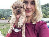 Ruhsatlı Üreticiden Toy Poodle Yavruları