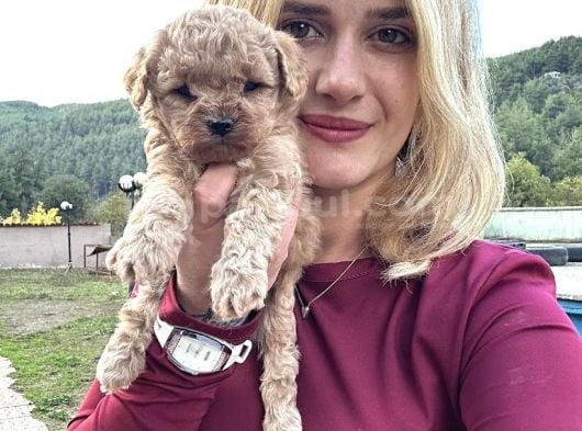 Ruhsatlı Üreticiden Toy Poodle Yavruları görsel