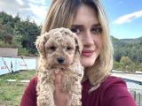 Ruhsatlı Üreticiden Toy Poodle Yavruları