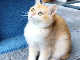 British Golden Shorthair - By 12 - Dişi - 3 Aylık