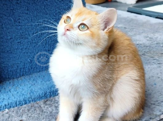 British Golden Shorthair - By 12 - Dişi - 3 Aylık