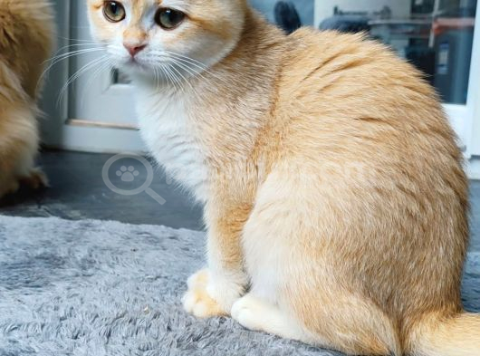 British Golden Shorthair - By 12 - Dişi - 3 Aylık görsel