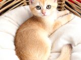 British Golden Shorthair - By 12 - Dişi - 3 Aylık