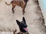 Kaliteli Belçika Anne Babanın Yavruları Için Iletişime Geç