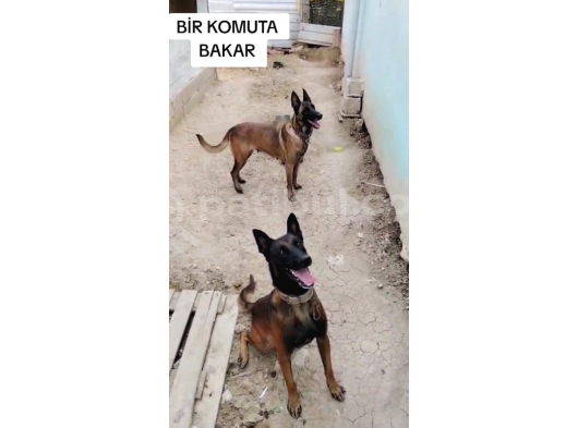 Kaliteli belçika anne babanın yavruları için iletişime geç
