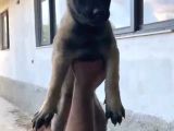 Kaliteli Belçika Anne Babanın Yavruları Için Iletişime Geç