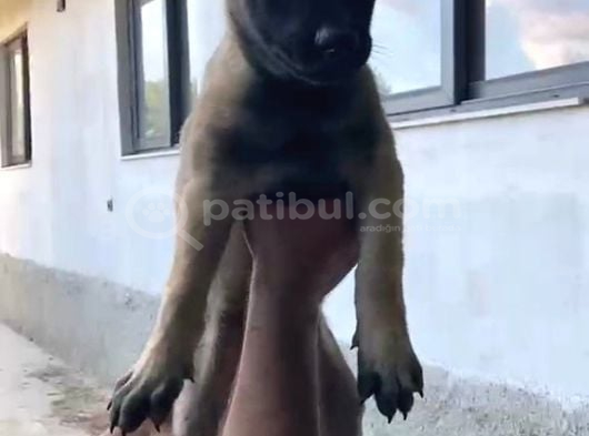 Kaliteli Belçika Anne Babanın Yavruları Için Iletişime Geç görsel
