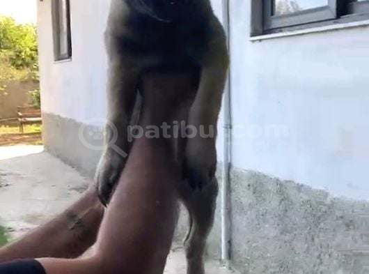 Kaliteli Belçika Anne Babanın Yavruları Için Iletişime Geç görsel