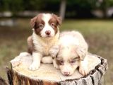 Border Collie Yavrularımız