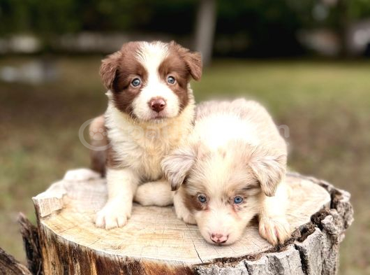 Border collie yavrularımız