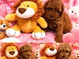 Orjinal Poodle Yavrularıimız