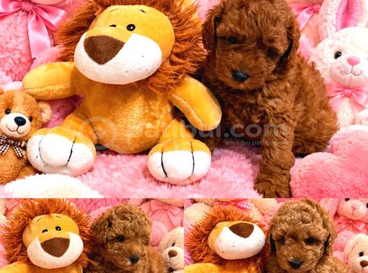 Orjinal Poodle Yavrularıimız