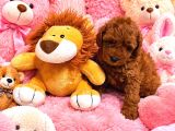 Orjinal Poodle Yavrularıimız