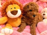 Orjinal Poodle Yavrularıimız