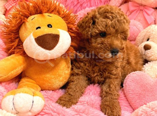 Orjinal Poodle Yavrularıimız görsel