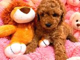 Orjinal Poodle Yavrularıimız