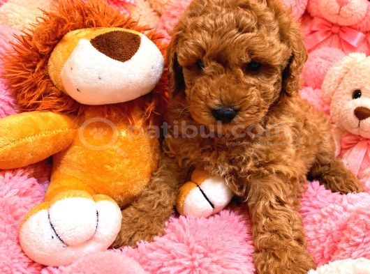 Orjinal Poodle Yavrularıimız görsel