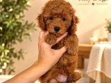 Mini Poodle Yavrularımız  Tiny Dogs