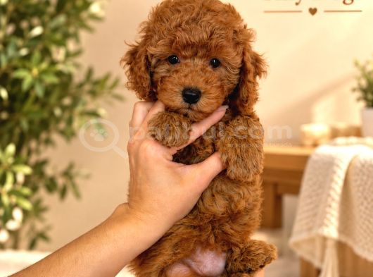 Mini Poodle Yavrularımız  Tiny Dogs