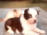 Border Collie Yavrularımız