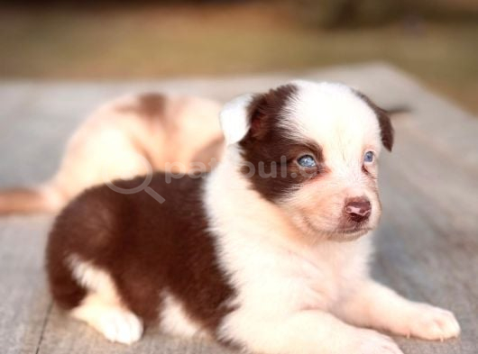 Border Collie Yavrularımız görsel