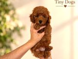 Mini Poodle Yavrularımız  Tiny Dogs