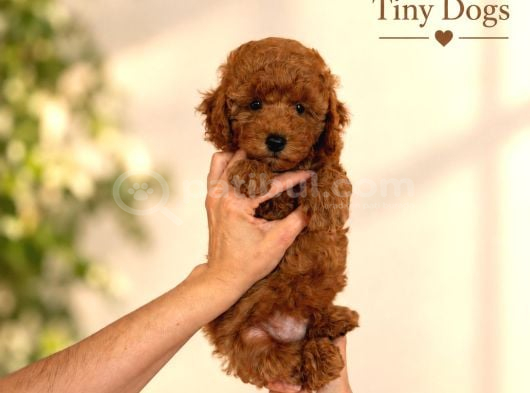 Mini Poodle Yavrularımız  Tiny Dogs görsel