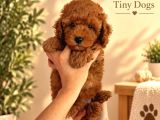 Mini Poodle Yavrularımız  Tiny Dogs