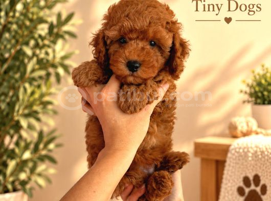 Mini Poodle Yavrularımız  Tiny Dogs görsel