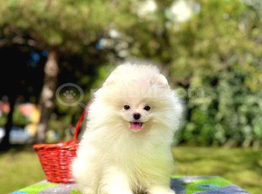 Boo Pomeranian Garantili Yavrular Full Aşılı görsel