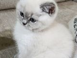 Minik Panda