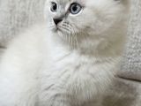 Minik Panda