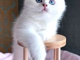 Kar Beyaz Silver British Shorthair