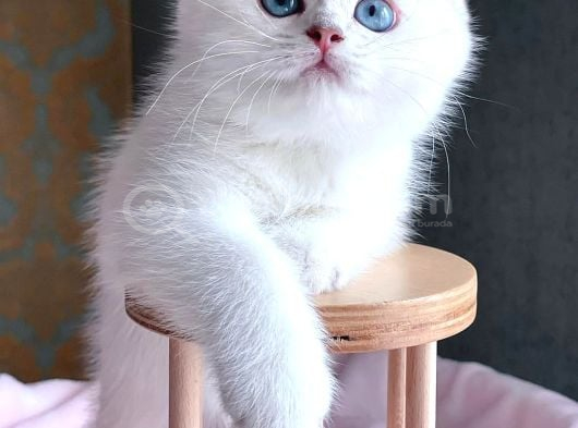 Kar Beyaz Silver British Shorthair görsel
