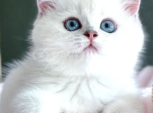Kar Beyaz Silver British Shorthair