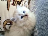 Erkek British Longhair Bluepoint Yavrular-Bursa-