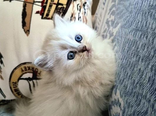 Erkek British Longhair Bluepoint Yavrular-Bursa- görsel