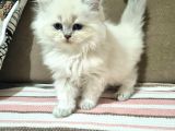 Erkek British Longhair Bluepoint Yavrular-Bursa-