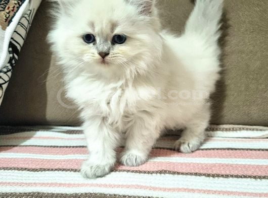 Erkek British Longhair Bluepoint Yavrular-Bursa-