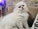 Erkek British Longhair Bluepoint Yavrular-Bursa-