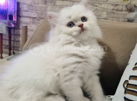 Erkek British Longhair Bluepoint Yavrular-Bursa- görsel
