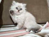 Erkek British Longhair Bluepoint Yavrular-Bursa-