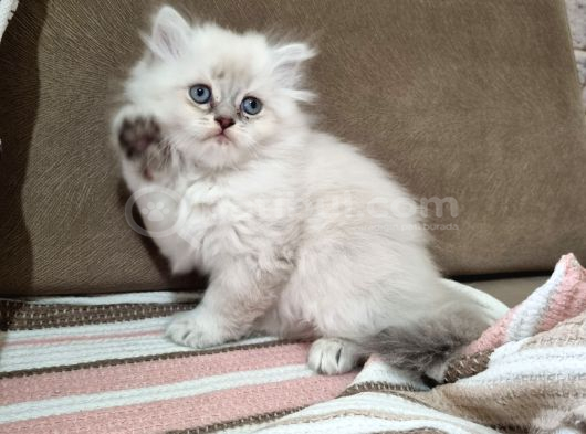 Erkek British Longhair Bluepoint Yavrular-Bursa- görsel