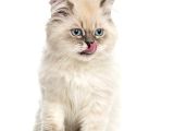 Erkek British Longhair Bluepoint Yavrular-Bursa-